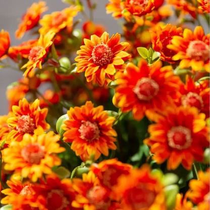 🔥Last Day Each- Artificial Outdoor Sunset Mums Flowers -  Waterproof, Windproof