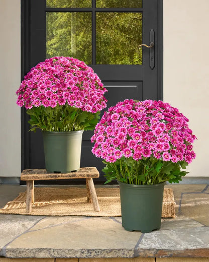 🔥Last Day Each- Artificial Outdoor Sunset Mums Flowers -  Waterproof, Windproof