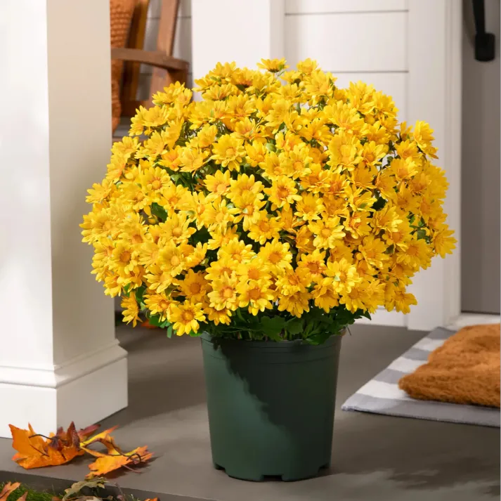 🔥Last Day Each- Artificial Outdoor Sunset Mums Flowers -  Waterproof, Windproof