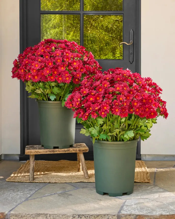 🔥Last Day Each- Artificial Outdoor Sunset Mums Flowers -  Waterproof, Windproof