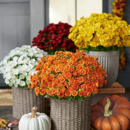 🔥Last Day Each- Artificial Outdoor Sunset Mums Flowers -  Waterproof, Windproof
